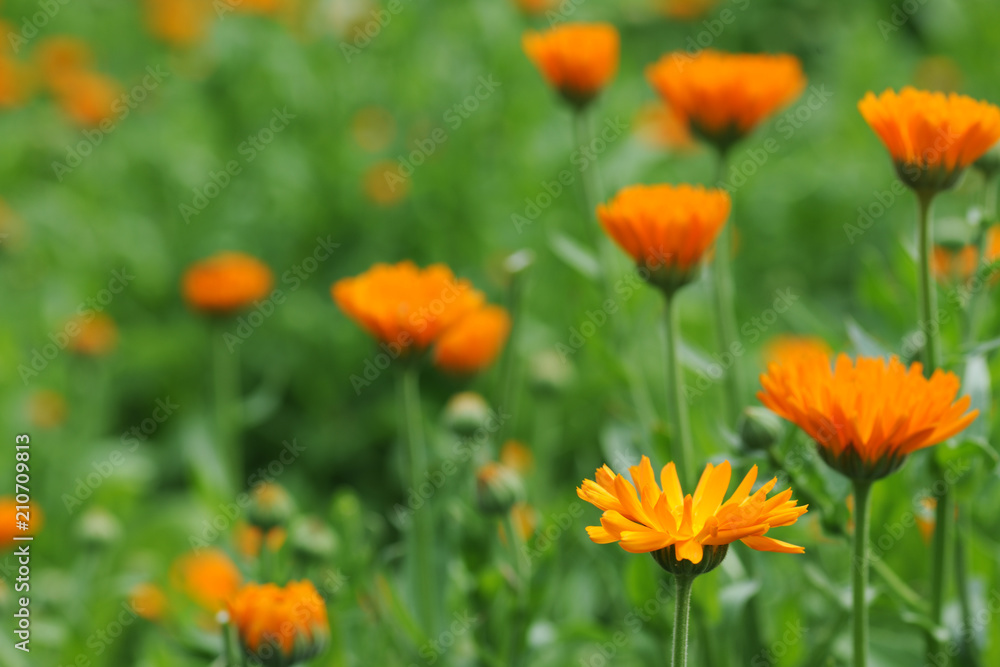 flowers of calendula flowers of calendula