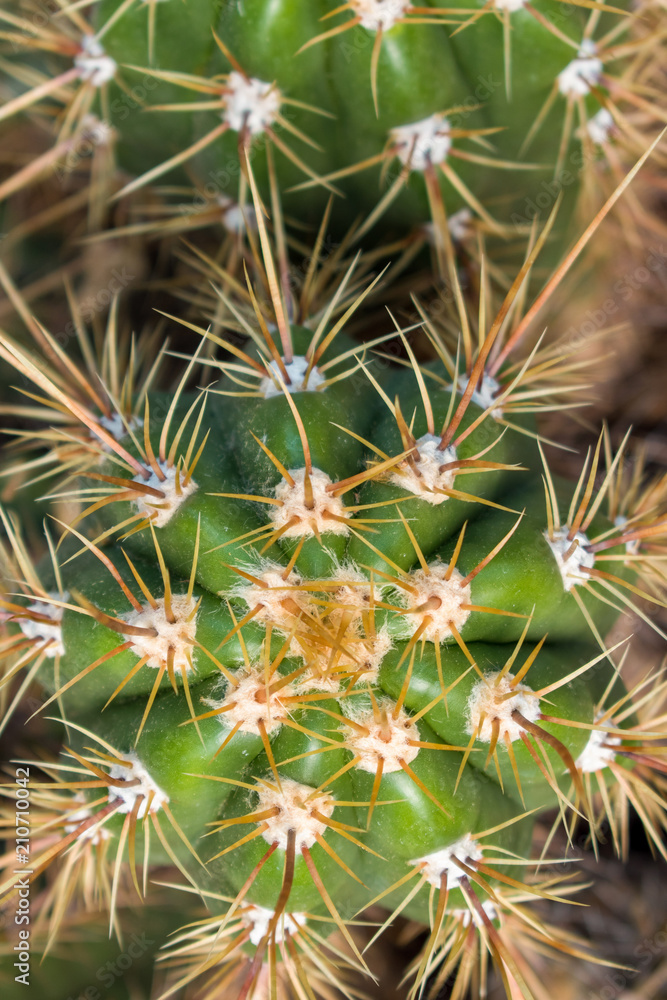 beautiful desert cactus plant beautiful desert cactus plant