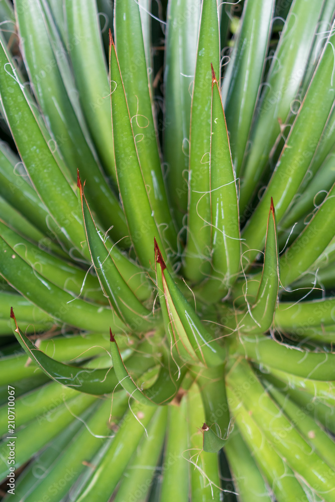 Obraz premium beautiful desert cactus plant