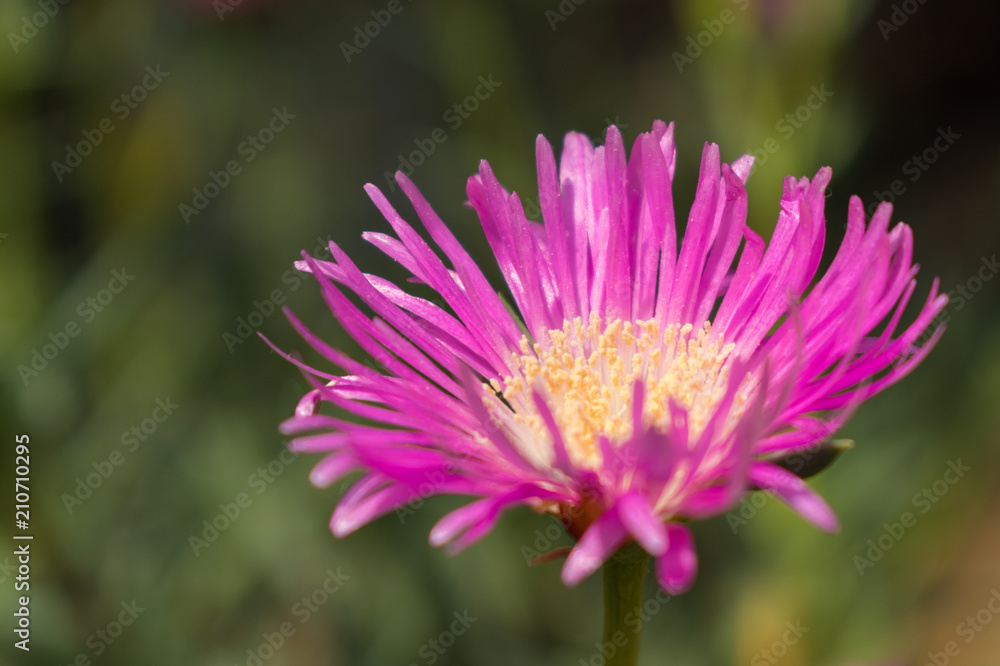 Obraz premium flower in garden