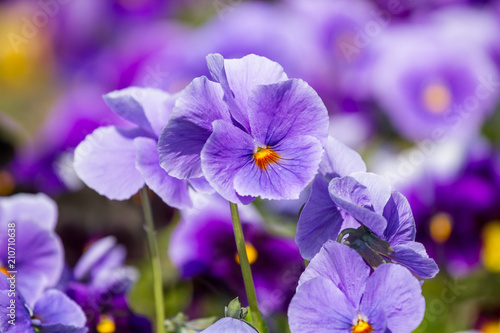 Flowers of viola