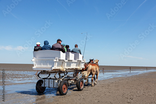 Kutschfahrt durchs Cuxhavener Watt photo