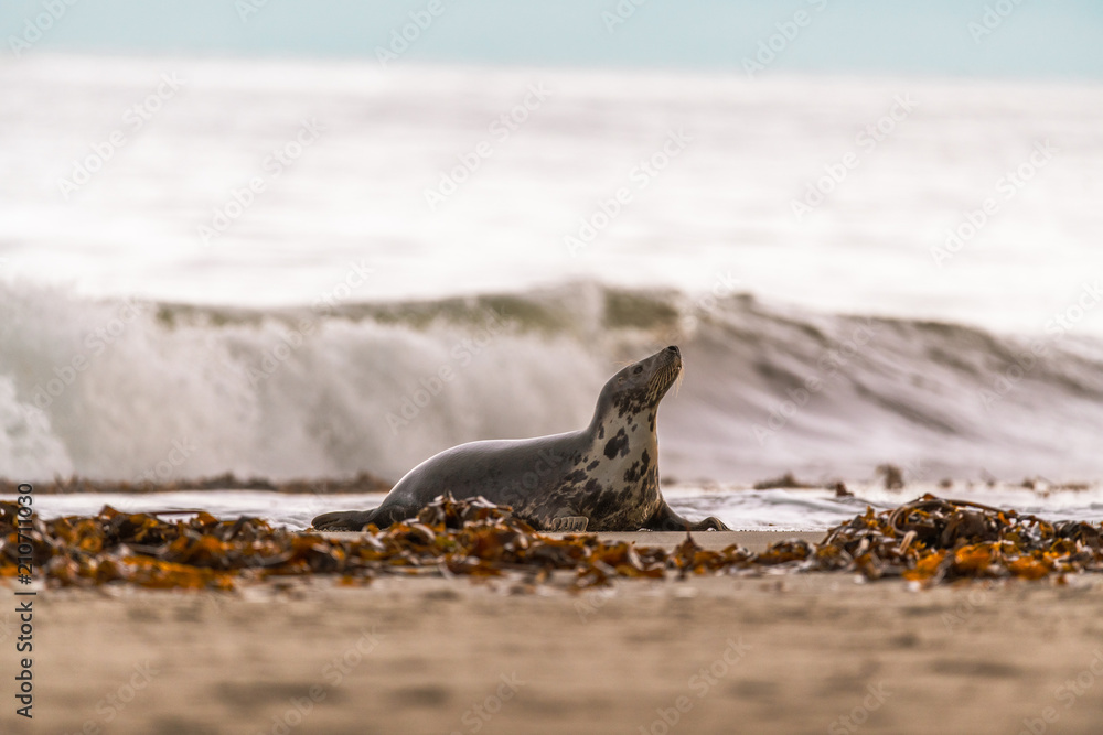 Atlantic Grey Seal Pup on Sandy Beach/Atlantic Grey Seal Pup/Atlantic Grey Seal Pup (Halichoerus Grypus) Atlantic Grey Seal Pup on Sandy Beach/Atlantic Grey Seal Pup/Atlantic Grey Seal Pup (Halichoerus Grypus)
