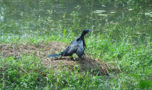 cormorant Phalacrocorax fuscicollis relaxing and drying wings under sun