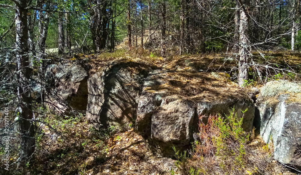 Panorama of the forest with huge granite boulders and fallen trees. Northern forest. Panorama of the forest with huge granite boulders and fallen trees. Northern forest.