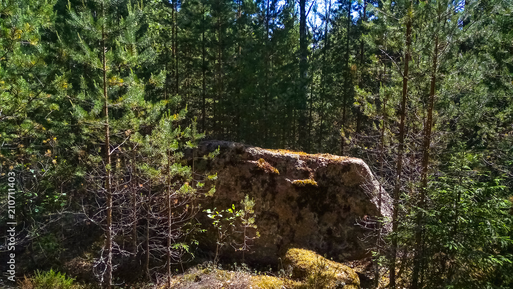 Panorama of the forest with huge granite boulders and fallen trees. Northern forest. Panorama of the forest with huge granite boulders and fallen trees. Northern forest.