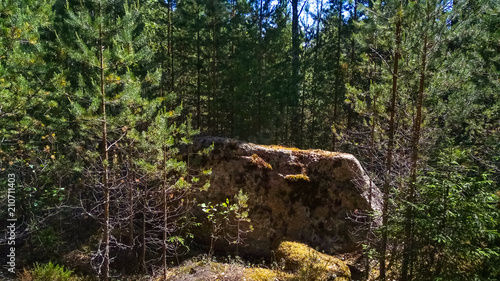 Panorama of the forest with huge granite boulders and fallen trees. Northern forest.