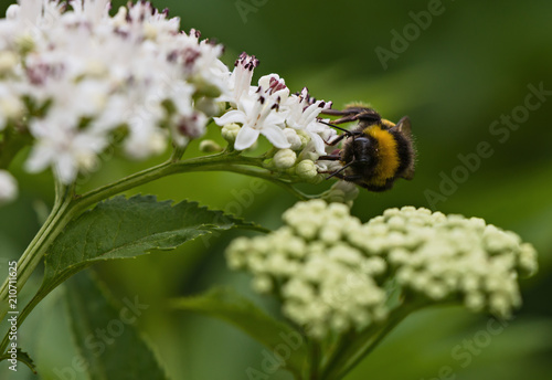 bee pollinates a big white flower © pedrope11
