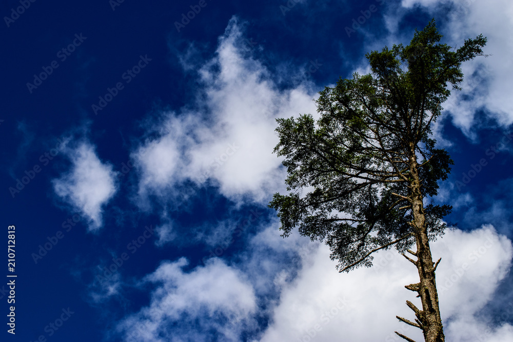 Fototapeta premium Tree With Cloudy Sky In The Background