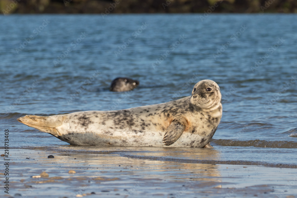 Fototapeta premium Kegelrobbe (Halichoerus grypus)