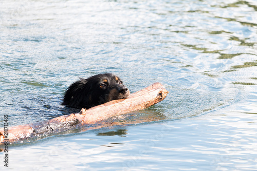 Border collie mix with stick in the water while playing