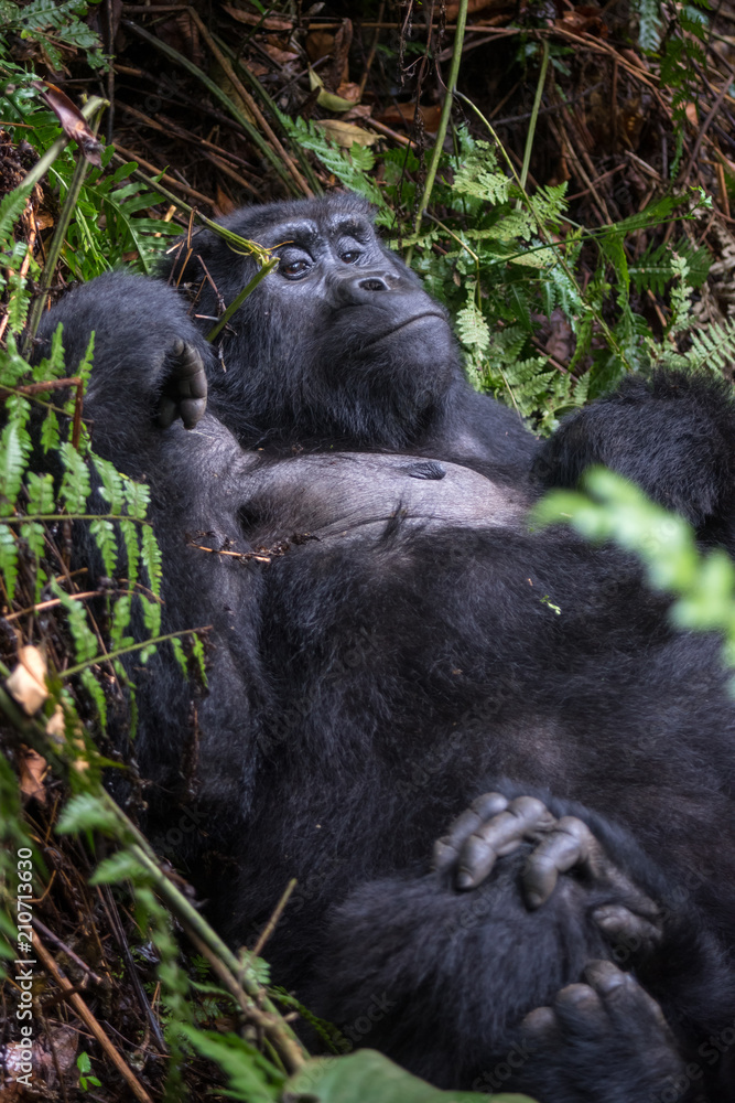 Obraz premium Mountain gorilla in the jungles of Rwanda, Africa