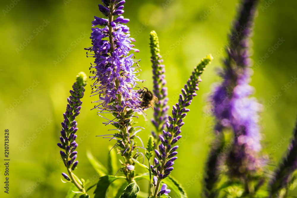 A beautiful purple veronica flowers in a summer meadow. Speedwell blossoms in grass. Closeup photo of gypsygrass in Latvia, Northern Europe. A beautiful purple veronica flowers in a summer meadow. Speedwell blossoms in grass. Closeup photo of gypsygrass in Latvia, Northern Europe.