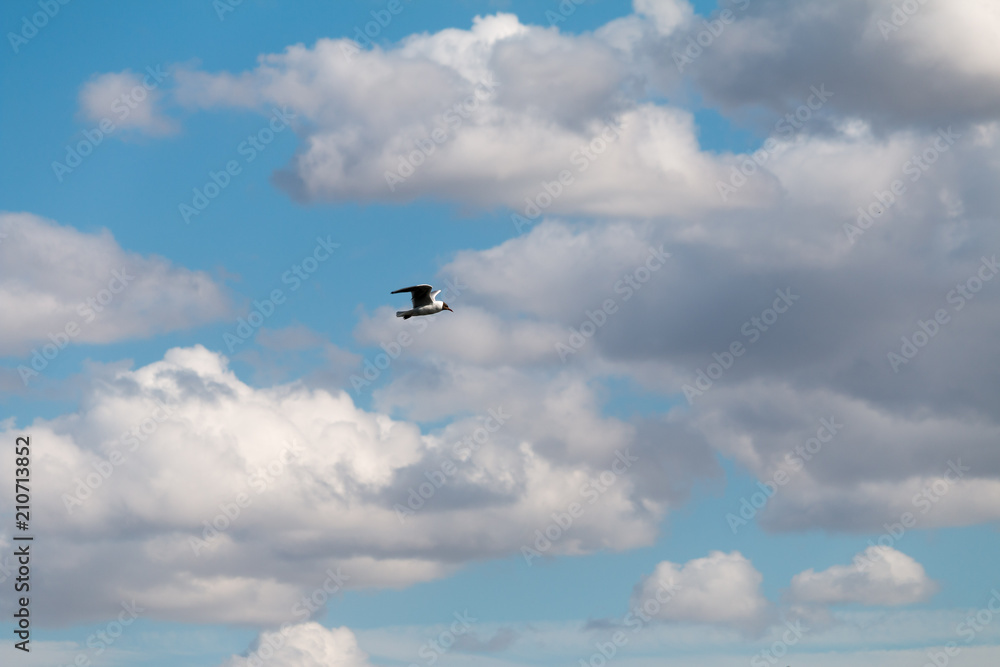 a seagull and clouds in front of blue sky