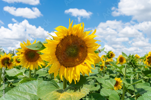 sunflower field in the summer