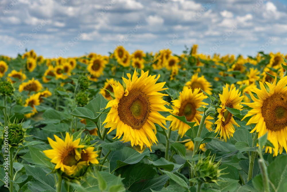 sunflower field in the summer