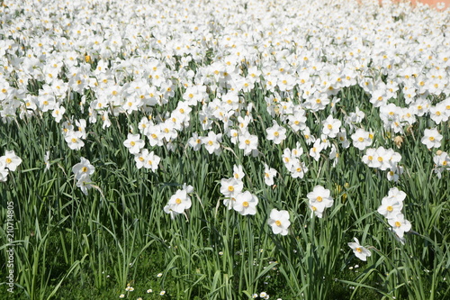 Fototapeta Naklejka Na Ścianę i Meble -  Narzissen