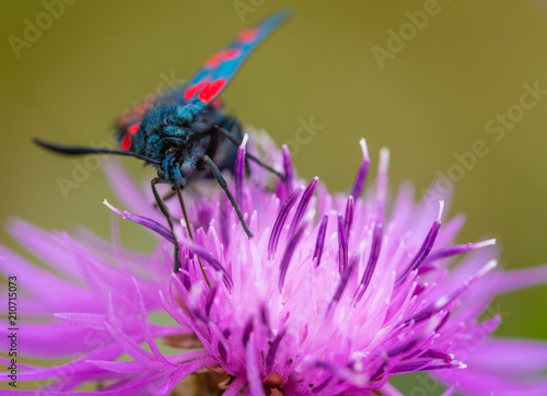 Forester moth with red dots on a purple flower called greater knapweed