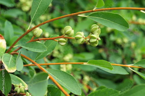 young green fruits of a pearl bush