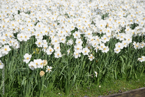 Fototapeta Naklejka Na Ścianę i Meble -  Narzissen