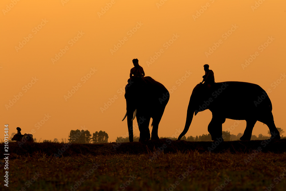 Fototapeta premium Thailand The silhouette elephant and mahout standing outdoor in the field on sunset time