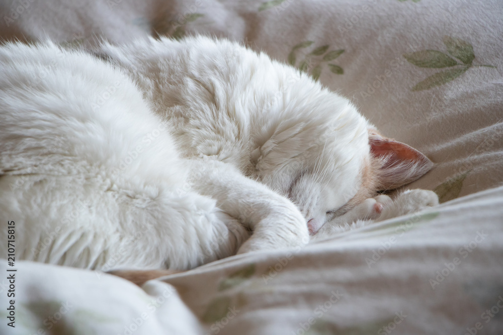 Calico cat sleeping peacefully curled up on a white bed Calico cat sleeping peacefully curled up on a white bed