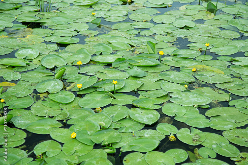 Water lilies with yellow flowers (Nuphar) - leaves and flowers on the lake Water lilies with yellow flowers (Nuphar) - leaves and flowers on the lake