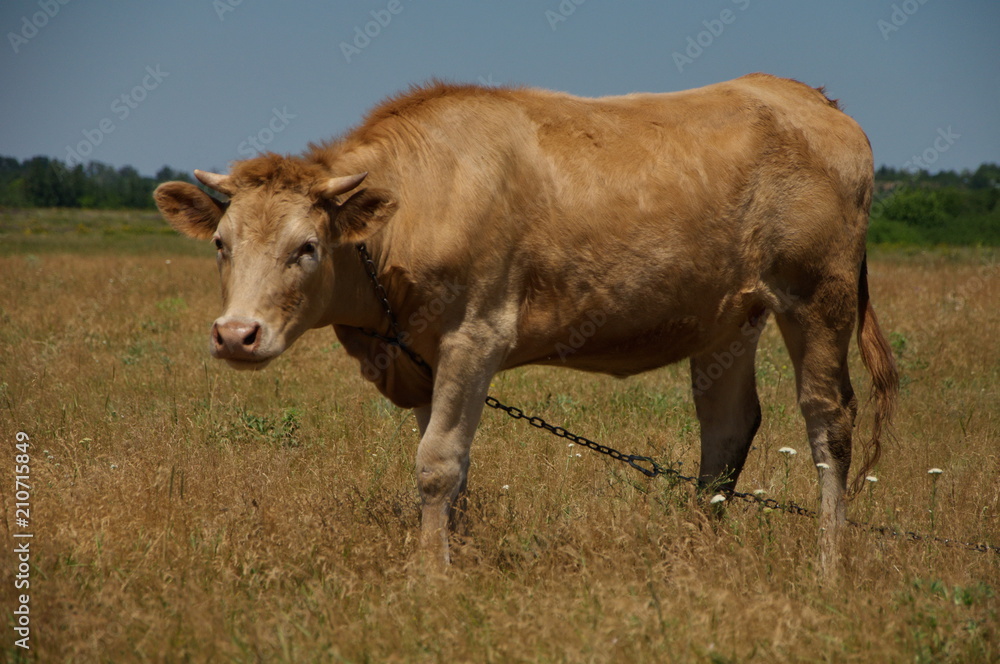 Brown cow grazing in a meadow.