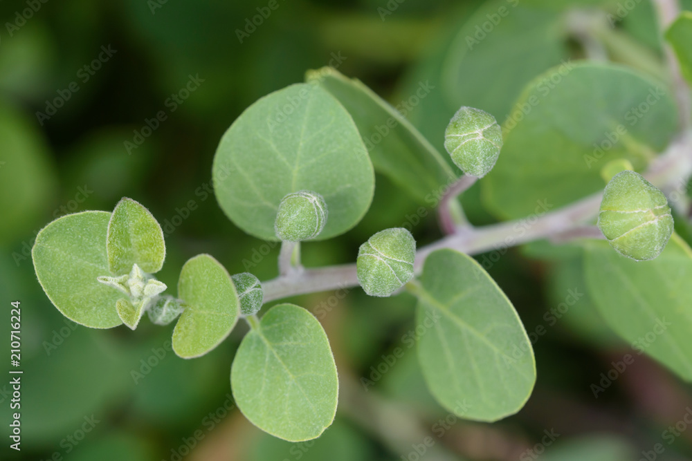 Capers plant Capers plant