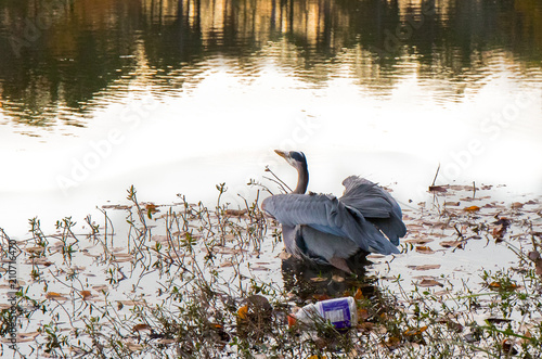 A blue heron on the waters edge getting ready to take flight with trash behind it. photo