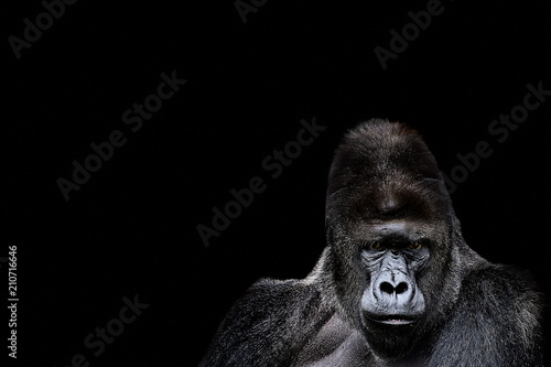 Portrait of a Gorilla. gorilla on black background, severe silverback