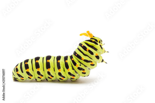 Swallowtail caterpillar white background