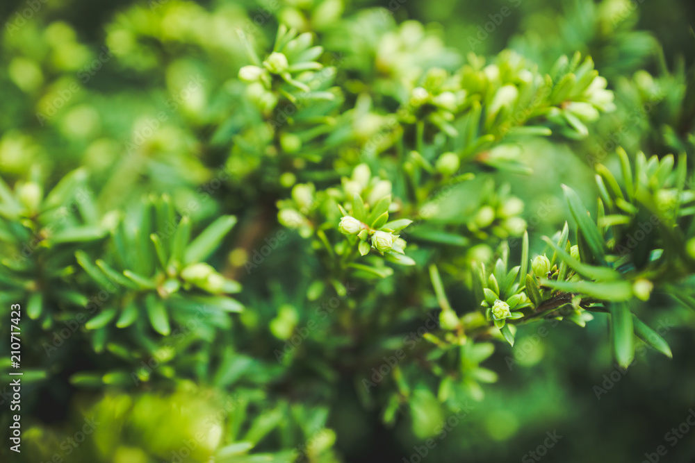 Taxus baccata (Yaw tree) bush in the garden. Selective focus. Taxus baccata (Yaw tree) bush in the garden. Selective focus.