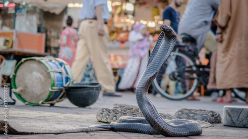 Cobra in marrakech photo
