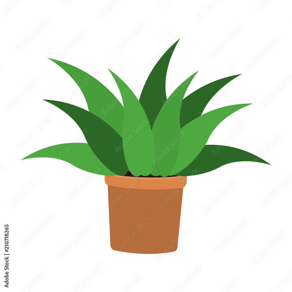 Plant in pot vector illustration graphic design Plant in pot vector illustration graphic design