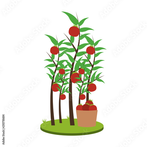 Tomatos plant harvest vector illustration graphic design