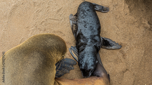 Seals in Namibia