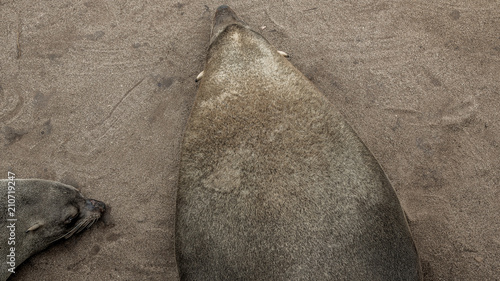 Seehund