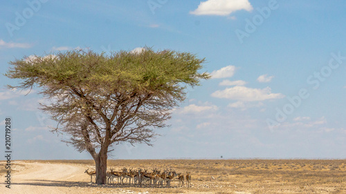 Tree as a sunprotector