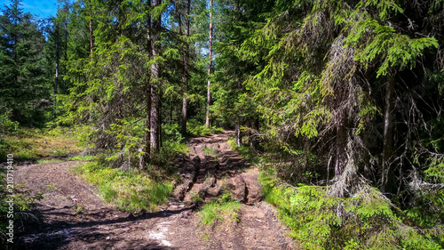 Forest road with a track in a coniferous forest.