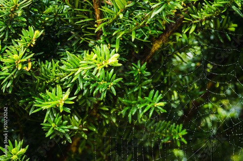 Taxus baccata  Yaw tree  bush in the garden. Selective focus. 