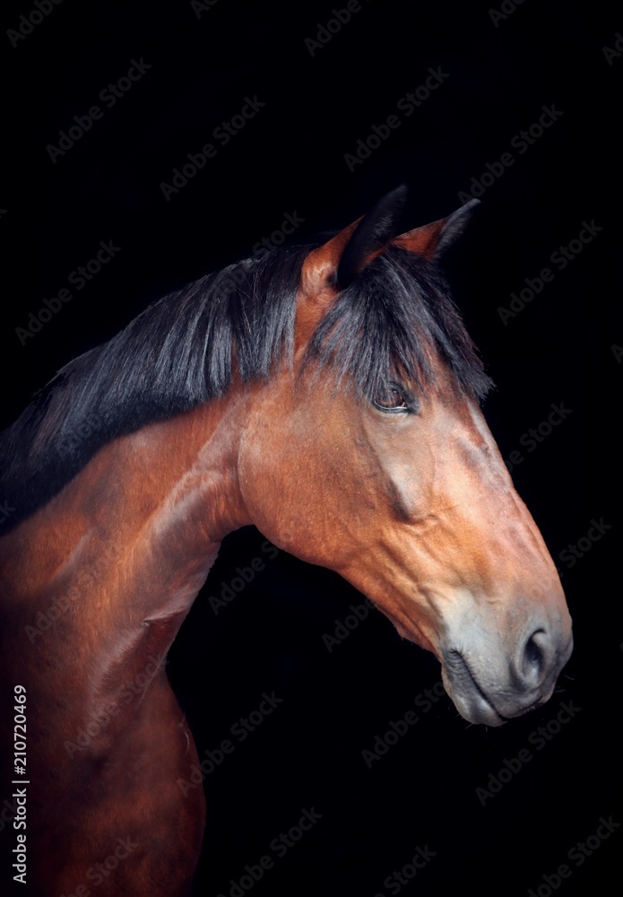 Obraz premium Koń na czarnym tle