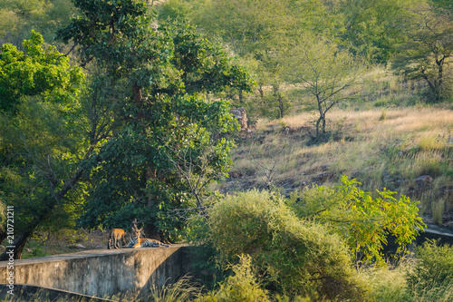 A tigress with her cub in monsoon season, Ranthambore National Park
