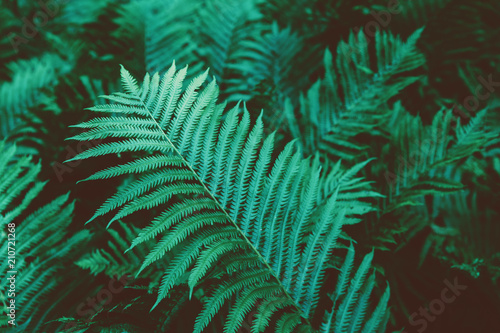 Closeup macro of fern green bush leaves and branches toned with retro vintage filters. Textured natural green background. Hipster style wallpaper. © anoushkatoronto