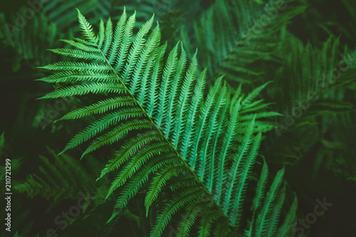 Valokuva Closeup macro of fern green bush leaves and branches toned with retro vintage filters