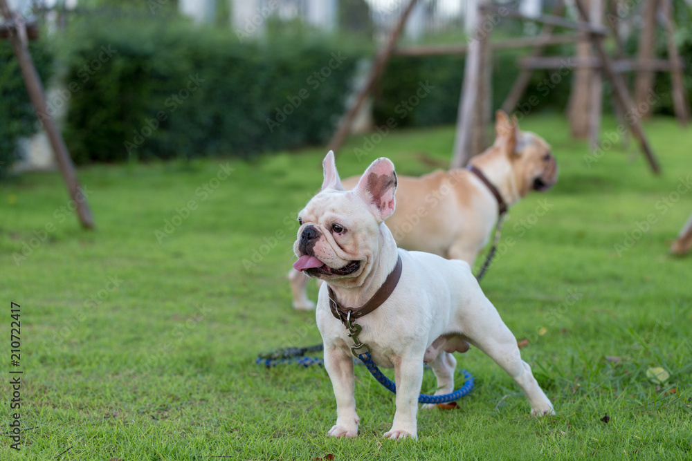 Baby cute french bulldog pet in the field.