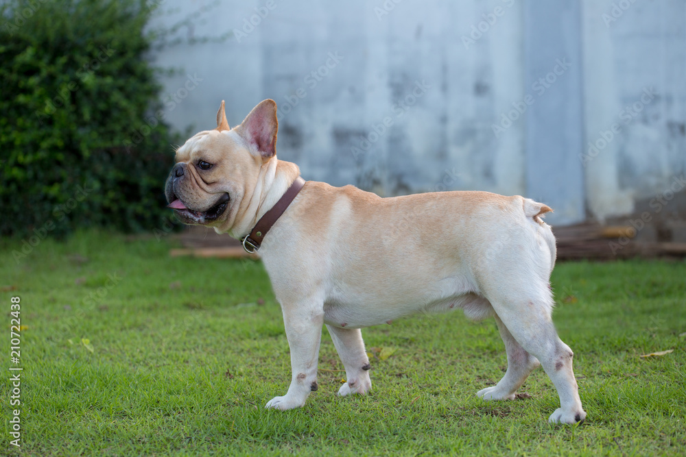 Baby cute french bulldog pet in the field.