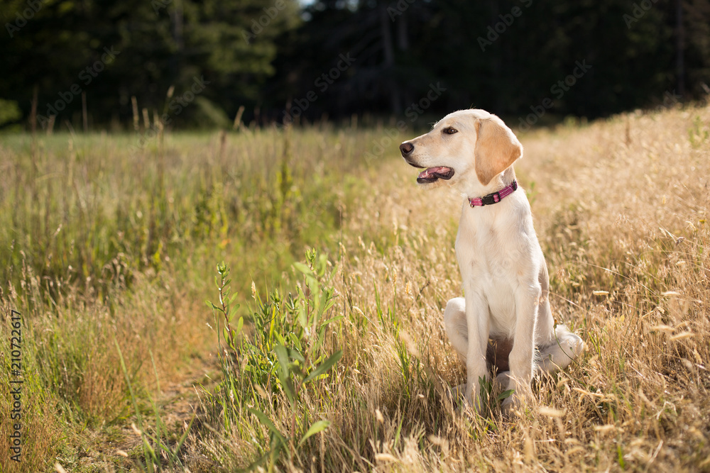 Young yellow lab in a field