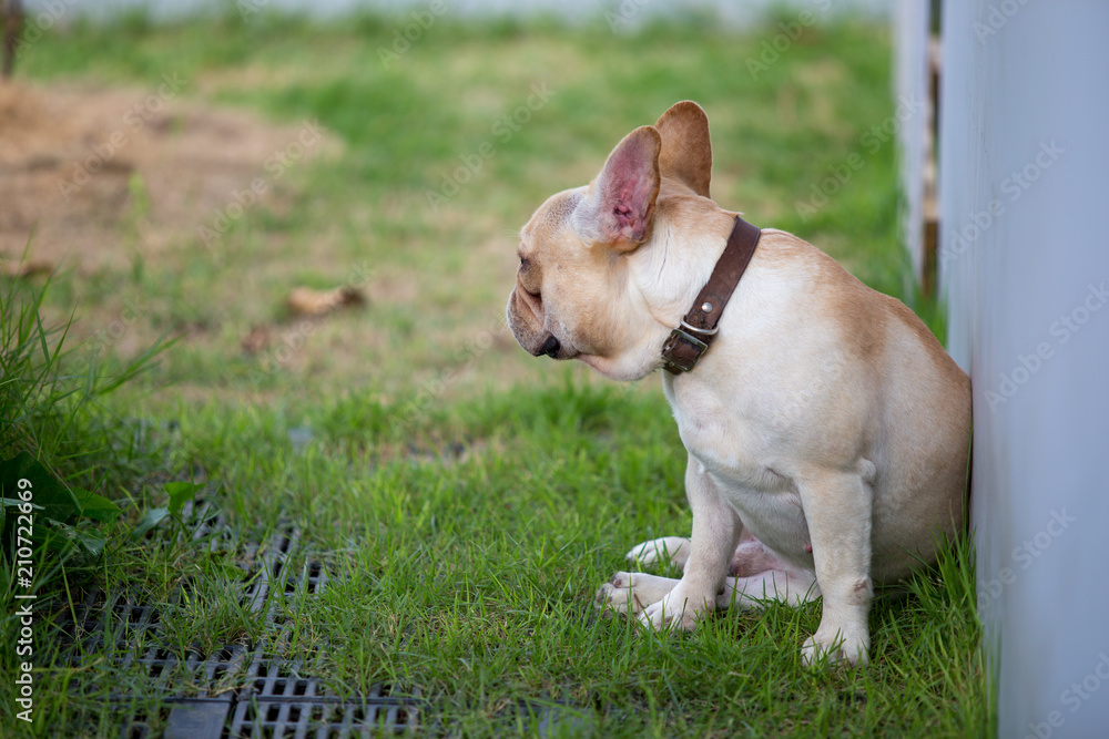 Cute baby french bulldog pet is playing in the field.
