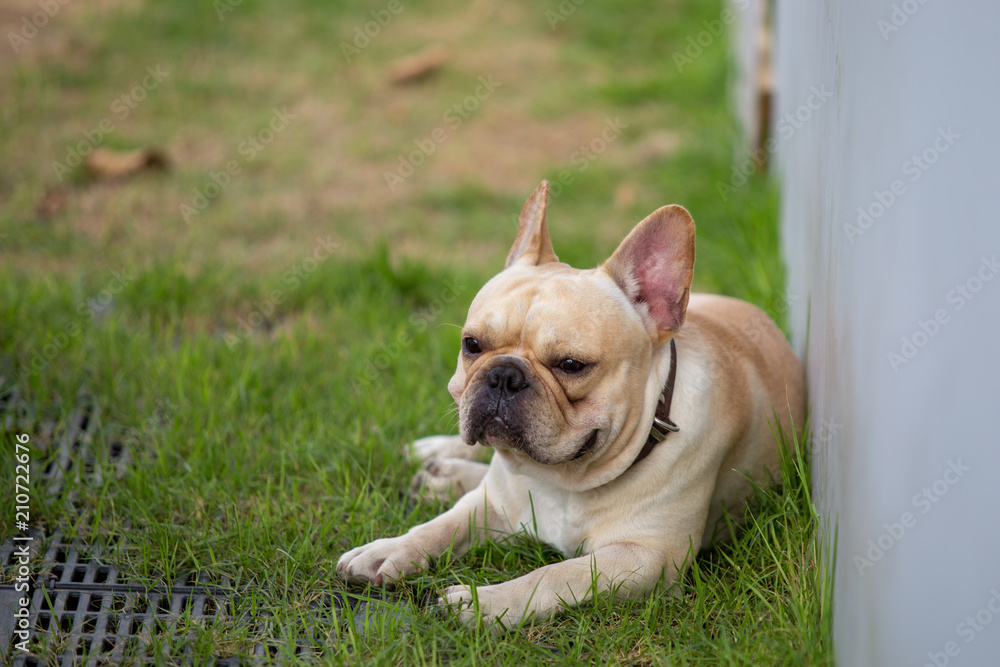 Cute baby french bulldog pet is playing in the field.